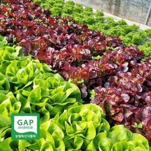 당일수확 유러피안 샐러드 유럽 상추 로메인 버터헤드 카이피라 1kg, 유러피안 샐러드채소 1kg