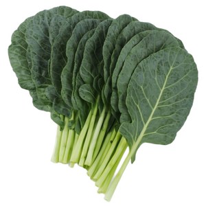 맛통령 국내산 케일 특상품, 1개, 1kg