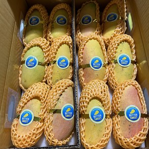 [쥬씨] 항공직송 올해 첫 태국산 무지개망고 마하차녹 2.5kg, 1박스