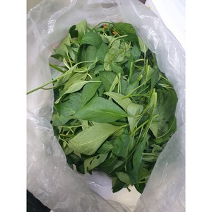 [부드러운] 고추잎나물 1kg 생고추잎, 1개