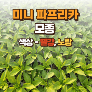 [미니 파프리카 모종] 정프러그 미니 파프리카 모종 꼬마 파프리카 우각 파프리카-빨강 노랑, 빨강, 1개