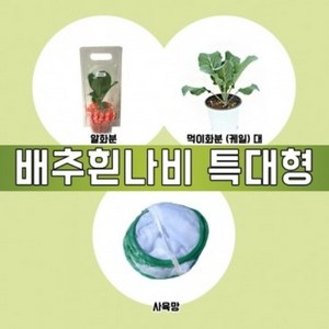 배추흰나비 알화분 특대형, 1개