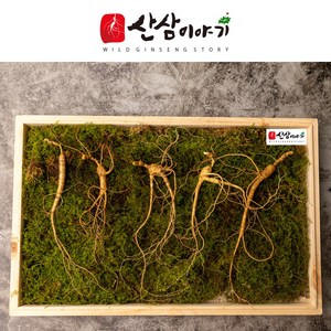 [산삼이야기] 산양삼 산삼 산양산삼 장뇌삼 설 선물 부모님선물 지인선물 추천 원기회복 년수선택 자연산 산삼 황절삼 야생삼 명절선물 선물추천 산지직송 고급포장, 10년근 5뿌리