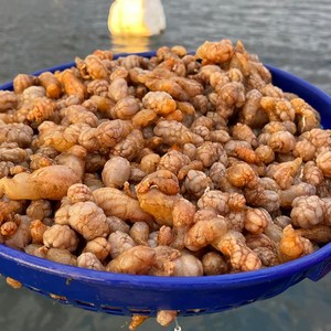 국내산 경남 고성 제철 활 오만둥이 1kg