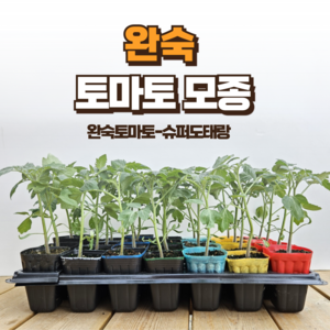 [토마토 모종] 정프러그 완숙 토마토 모종, 5개