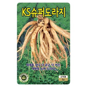 도라지씨앗 2000립 슈퍼도라지씨 씨앗 대장 KS종묘, 1개