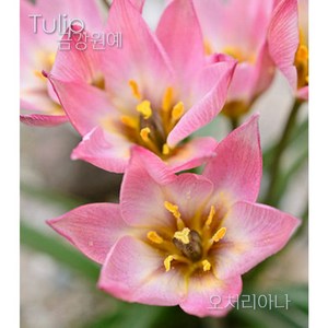 미니 튤립(Mini Tulip-원종) 추식 구근 오처리아나(1set-5구) 금강원예, 1세트