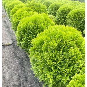 에메랄드부쉬 측백나무 H50cmxW60cm, 1개