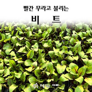 [모종심는아빠] 빨간 무라고 불리는 비트 모종 105구, 7개