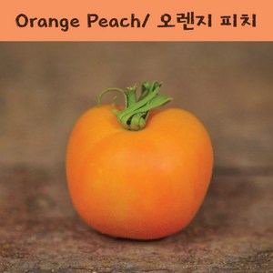 오렌지피치 Oange Peach 방울토마토 달콤한 희귀토마토 교육체험용 세트, 1개