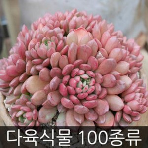 제이팟 다육이 키우기 쉬운 국민 다육식물 200종류 판매 미니 화분, B34. 댈러스 바위솔, 1개