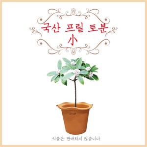 금란의정원 국산 프릴토분 소, 1개