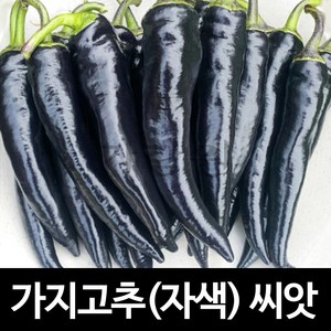 가지 고추씨앗 자색 종자 채소 야채 검정 고추씨 10알, 1개