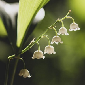 유럽은방울 공기정화식물 실내화초 봄에피는야생화, 1개