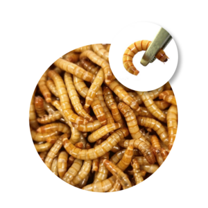 밀웜나라 살아있는 밀웜, 1.5~1.8cm 200마리(중), 1개