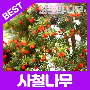 사철나무묘목(80cm) 사철나무