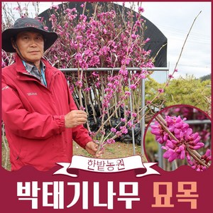 박태기나무 묘목 (스탠다드형) 고급 수형 4년생, 1개