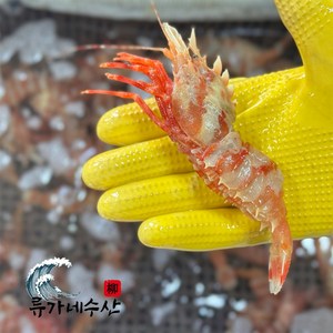 [당일조업] 국내산 활 독도새우 꽃새우 닭새우 산소포장 자연산, 1개, 활 닭새우 500g