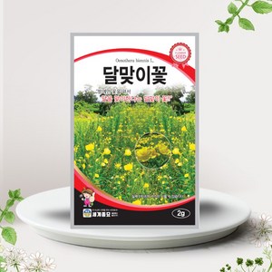 솔림텃밭몰 달맞이꽃씨앗 2g 달맞이꽃 꽃씨앗 꽃씨 야생화, 1개