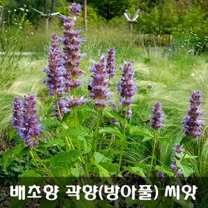 [해피플라워] 배초향 방아풀 곽향 씨앗 1g(약 3000립) / 봄 여름 파종 꽃씨, 1개