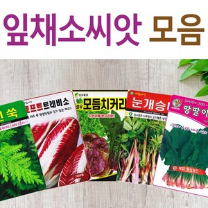 살아있는 씨앗 모음 채소씨앗 상추 쑥갓 궁채 유럽 치커리 루꼴라 치커리 청경채 시금치 파 양파 부추 도라지 곰취 더덕 곤드레 나물 내이 종자, B- 모둠양상추, 1개