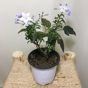 [해피그린 화원] 배풍등 배풍둥 하얀꽃 꽃식물 꽃화분 노지월동 야생화 반려식물 공기정화식물 식물 039 화원 농원, 1개