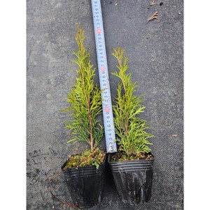 에메랄드그린 블루엔젤 테티 포트묘, 1개, 에메랄드 그린