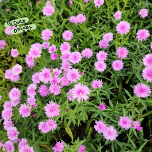 겹아스타 [4포트] 연핑크 (복남이네 야생화 모종 아스터 aster), 1개