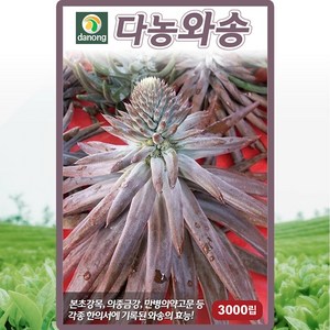 다농 와송 씨앗 3000립 와송 꽃씨 약초 종자, 1개