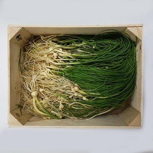 달래 1kg 봄의 전령사, 1개