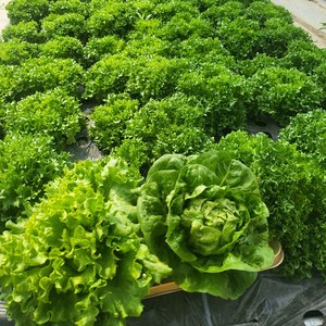 유럽 샐러드 채소 3종 유러피안 상추 쌈 야채 로메인 프릴아이스 카이피라, 1박스, 1kg