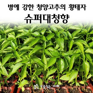 [모종심는아빠] 병에 강한 청양고추의 황태자 슈퍼대청향 모종, 모종3개, 1개