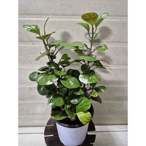 [성심꽃농원] 은방울고무나무_40cm
