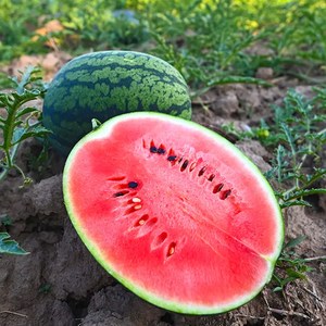 [재구매율1위] 천상의맛 최고당도 수박, 1박스, 3kg미만