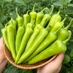 영태네농산물] 혈당관리 국내산 당조고추, 1박스, 3kg