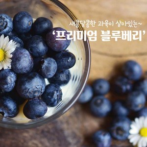 영화농산 5kg 생블루베리 블루베리가격영화농산 블루베리 생블루베리 과일 블루배리 블루베리가격 딸기가격
