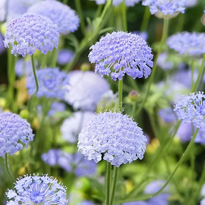 [모야모 꽃씨] 디디스커스 블루 20립 씨앗, 1개