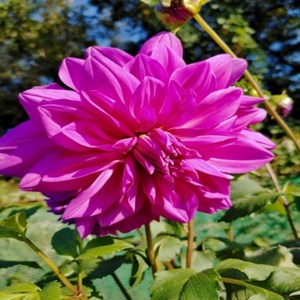 다알리아 바빌론 미첼(대형)-1뿌리(2-3구근), 1개