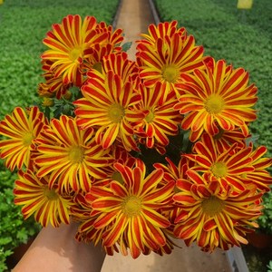 [무지개/색상선택17종] 가드닝 국화 (꽃크기 6cm 소국 화분), 1개, 36. 진한주황+노랑 (레인보우 서커스)