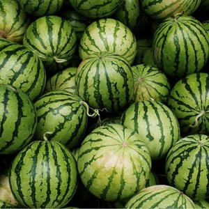 [산지직송] 농산애 고당도 정품 하우스 꿀 수박, 정품 수박 5~6kg, 1개