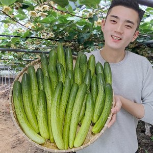 오이 오이지오이 백다다기 백오이 오이지용 소박이용 10개 25개 50개, 상등급 50개 (생식.무침용/10kg), 1개