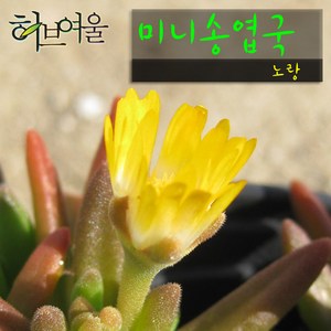 [허브여울송엽국] 미니송엽국 노랑(노지월동/사철채송화) 9cm 소품화분 (상토와 마사만 사용한 건강한 다육식물화분), 3개