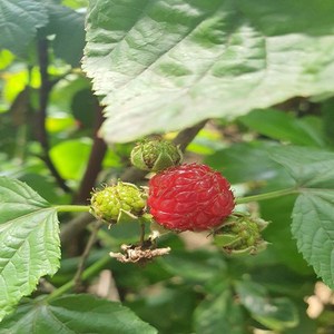 충주원예조경 / 산딸기나무 / 4년생 / 결실주, 1개