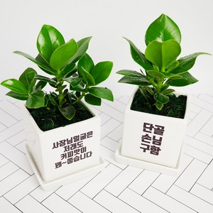 [메세지화분] 아무말대잔치 축하선물 개업 승진 커플 기념일 공기정화식물 자유문구, 정사각_기본형, 금전수
