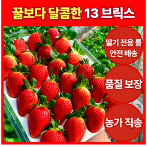 [13브릭스 고당도] 논산 금실딸기 800g 농가직송 당일수확 신선보장 파손 100%보장 바른마켓, 1세트, 800g ( 30개 대 )