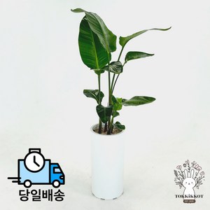 여인초 극락조 꽃 키우기 화분 화초 집들이 인테리어 식물 화분배달 개업 난 관엽식물 고급, 대형 (기본받침), 1개