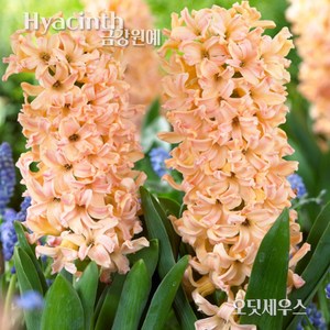 히아신스 추식 구근 입고(Hyacinth - 오딧세우스) 금강원예 '추가입고! ^^', 1세트