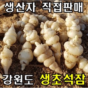 강원도 생초석잠 산지직송 골뱅이초석잠 1kg, 생초석잠 정품(대+중) 1kg, 1개