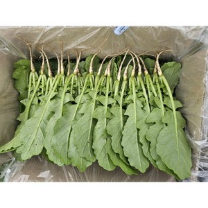 [영미농장]싱싱한 포천 열무 신규입점 기념 판매합니다, 1박스, 2kg