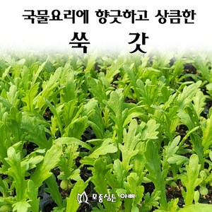 [모종심는아빠] 국물요리에 향긋하고 상큼한 쑥갓, 1개